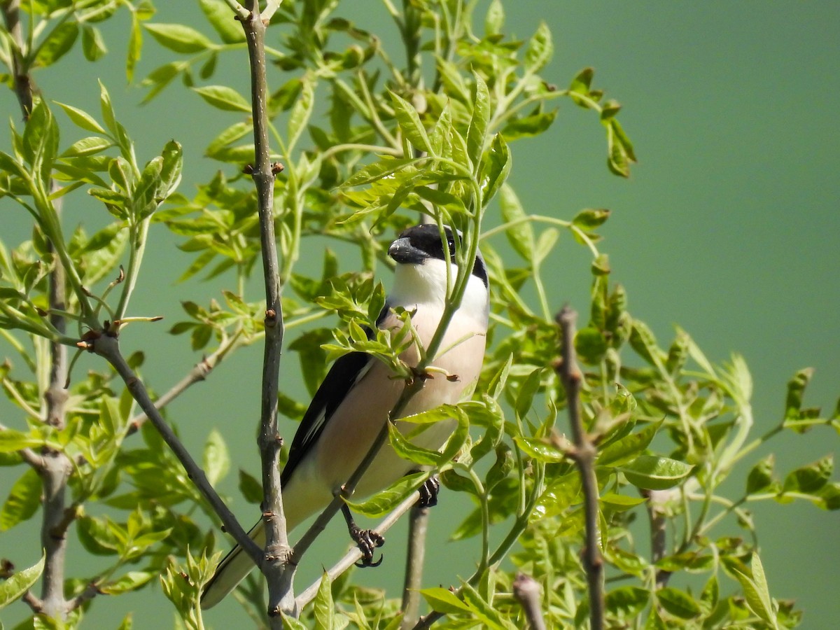 Lesser Gray Shrike - ML331596901