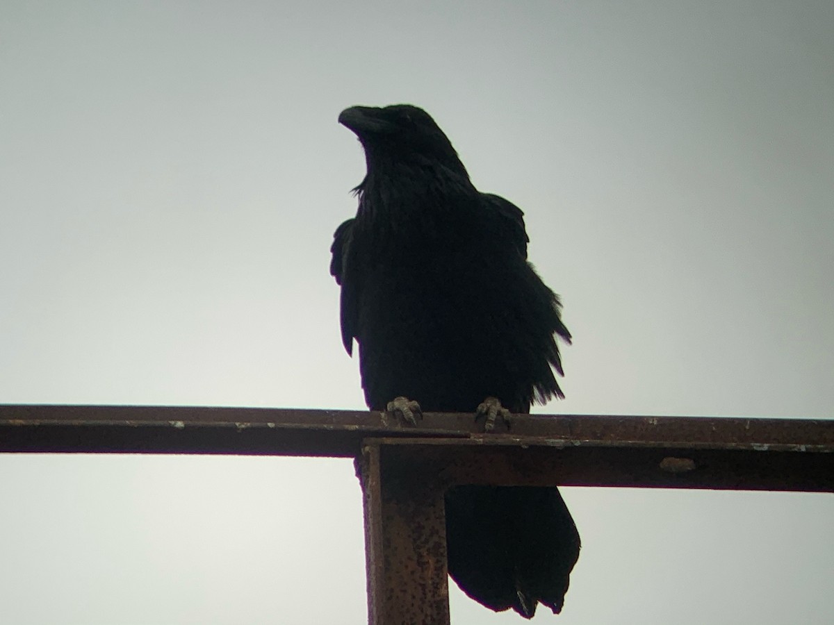 Common Raven - ML331598541