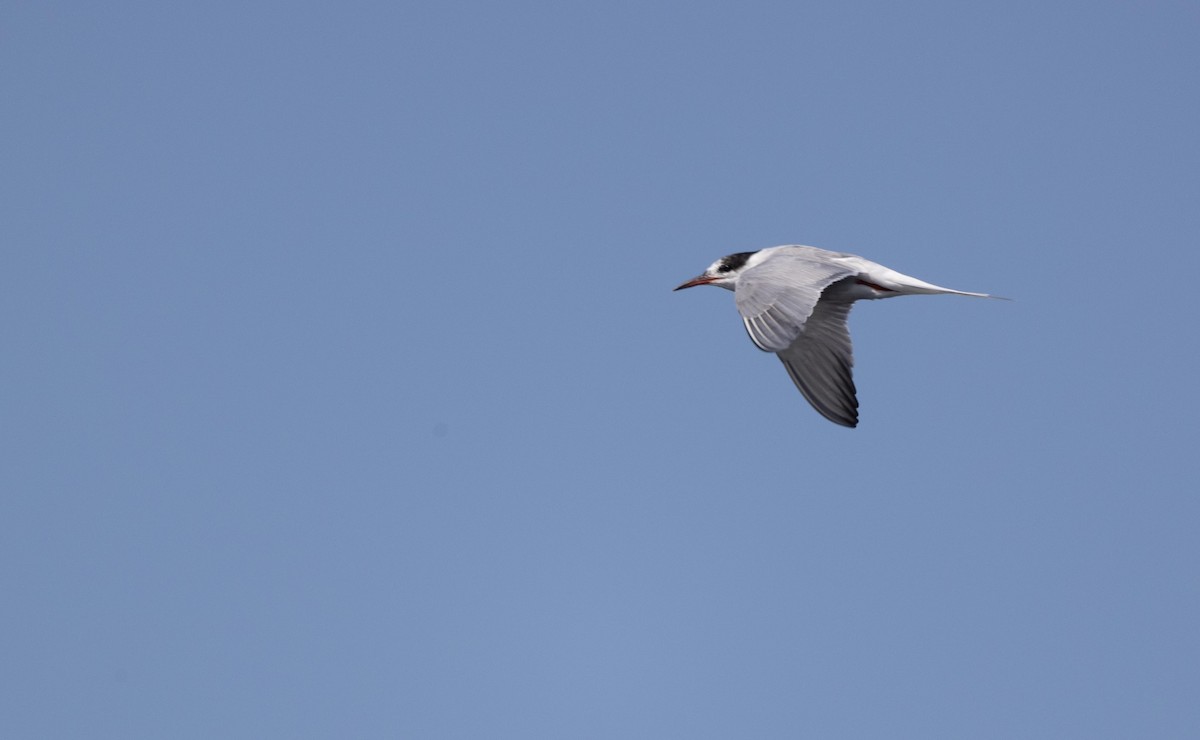 Common Tern - ML331598891