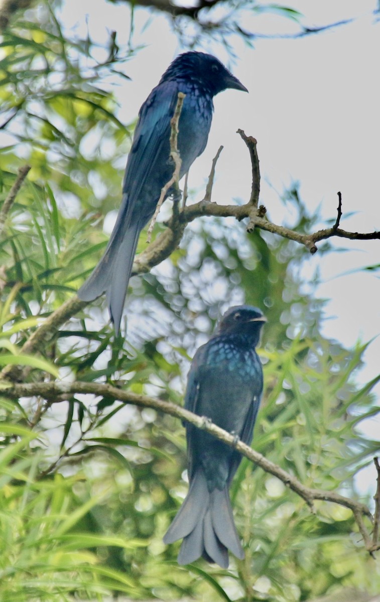 Bronzed Drongo - ML331599091