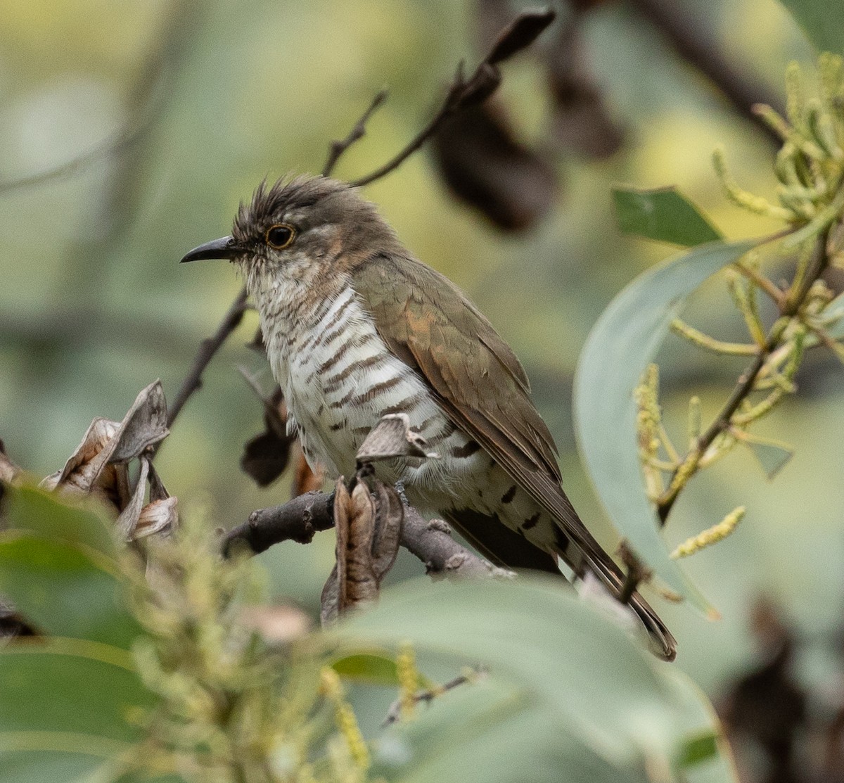 Little Bronze-Cuckoo (Gould's) - ML331600211