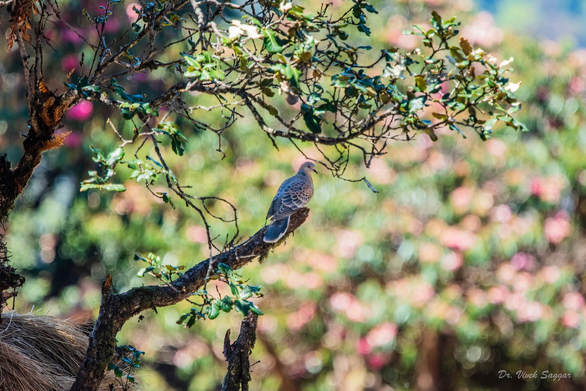 Oriental Turtle-Dove - ML331600741