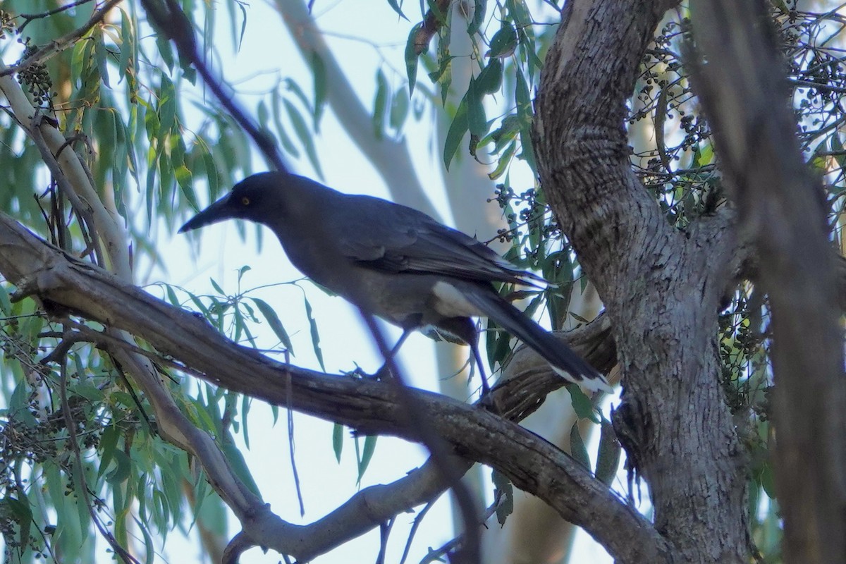 Gray Currawong - ML331601471