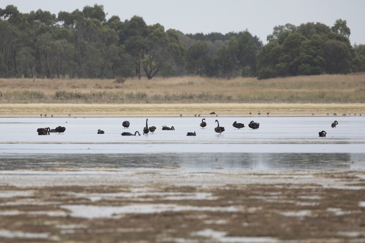 Cygne noir - ML331602191