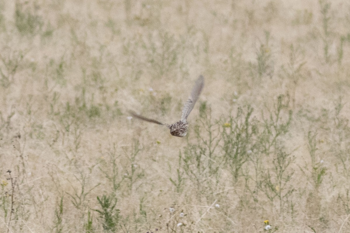 Stubble Quail - ML331602221