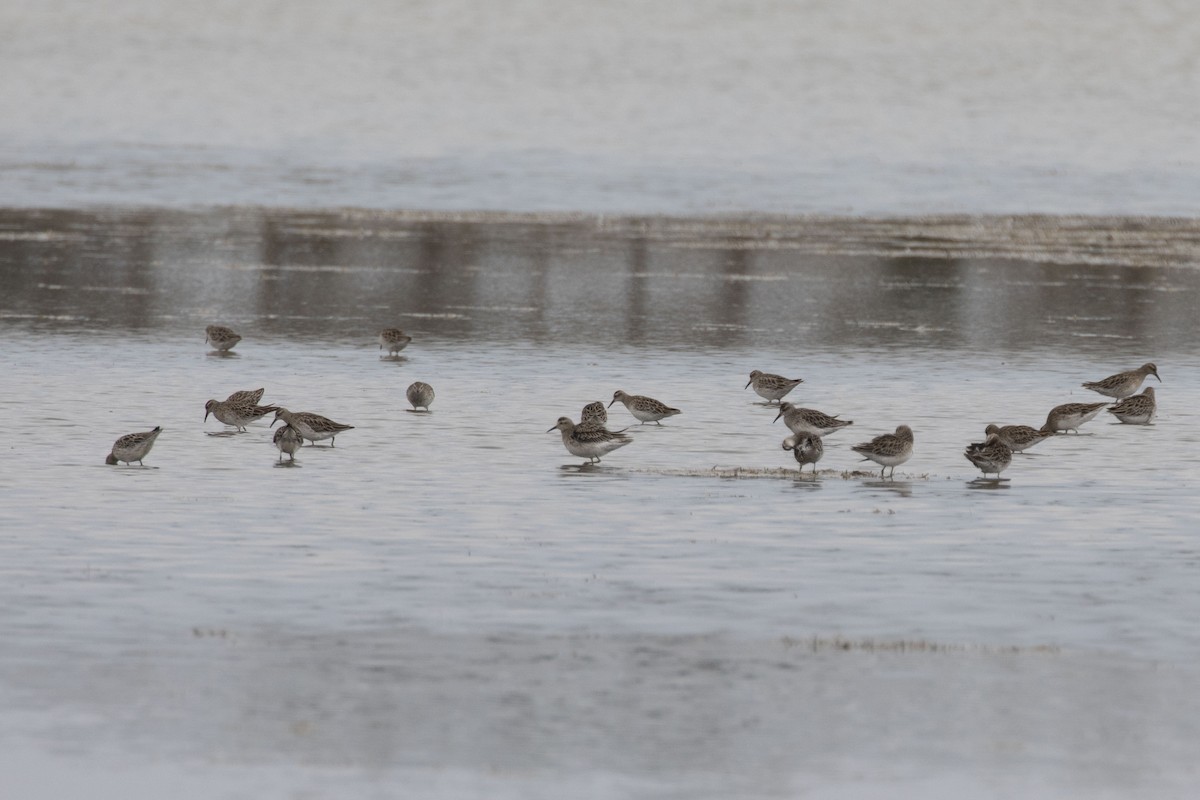 Sharp-tailed Sandpiper - ML331602291