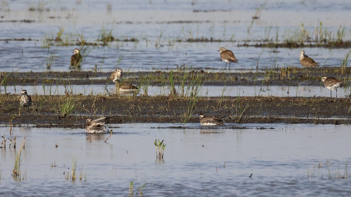 American Golden-Plover - ML331602911