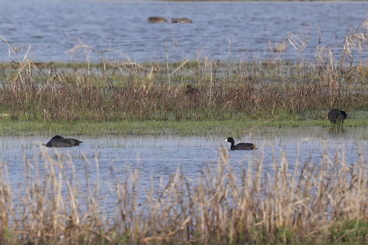 American Coot - ML331602921