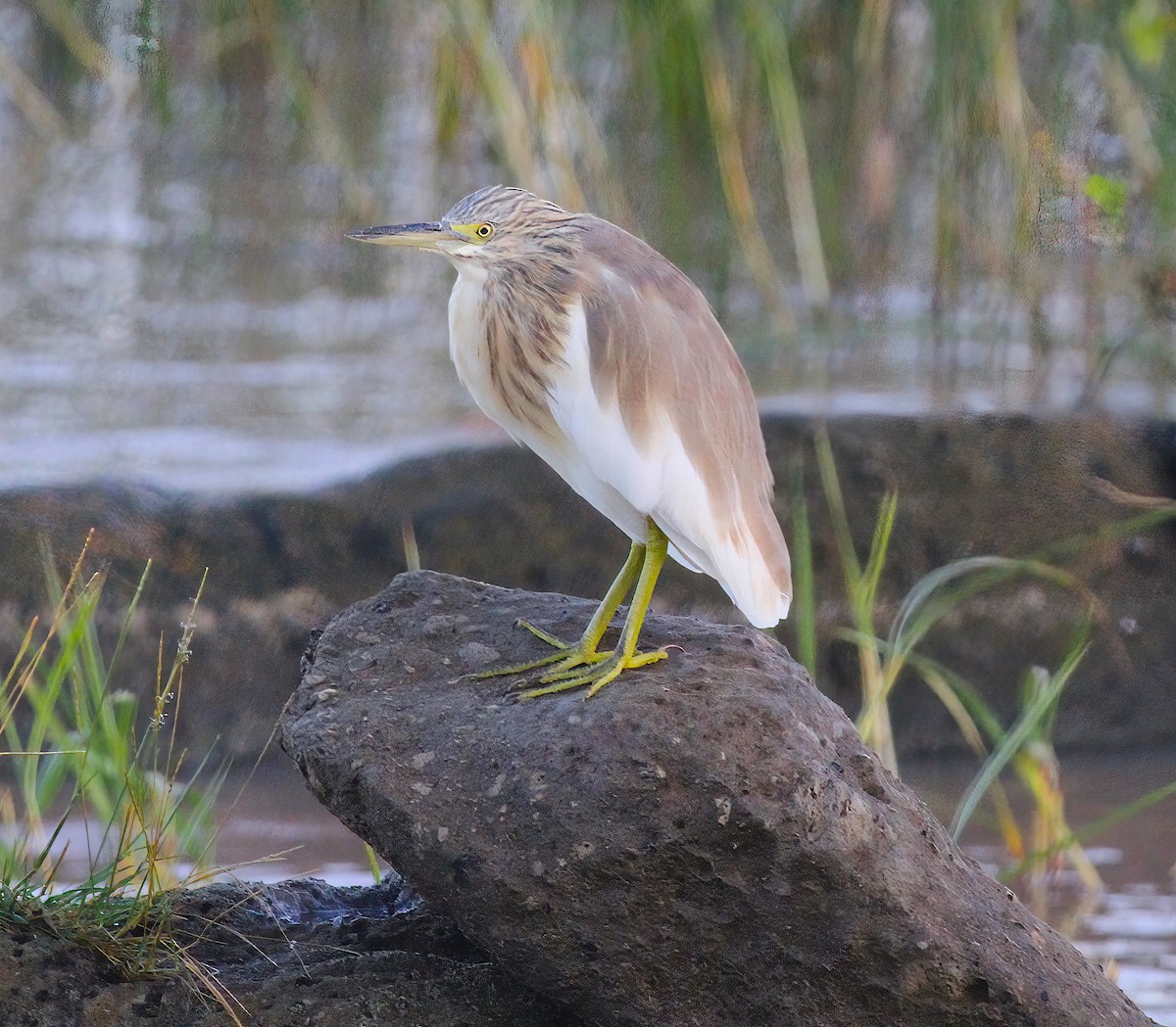 Squacco Heron - ML331603811