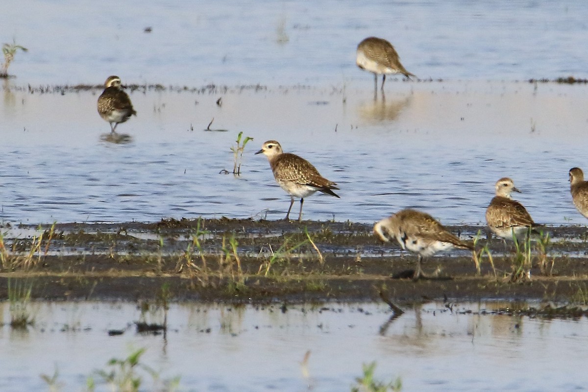 American Golden-Plover - ML331603851