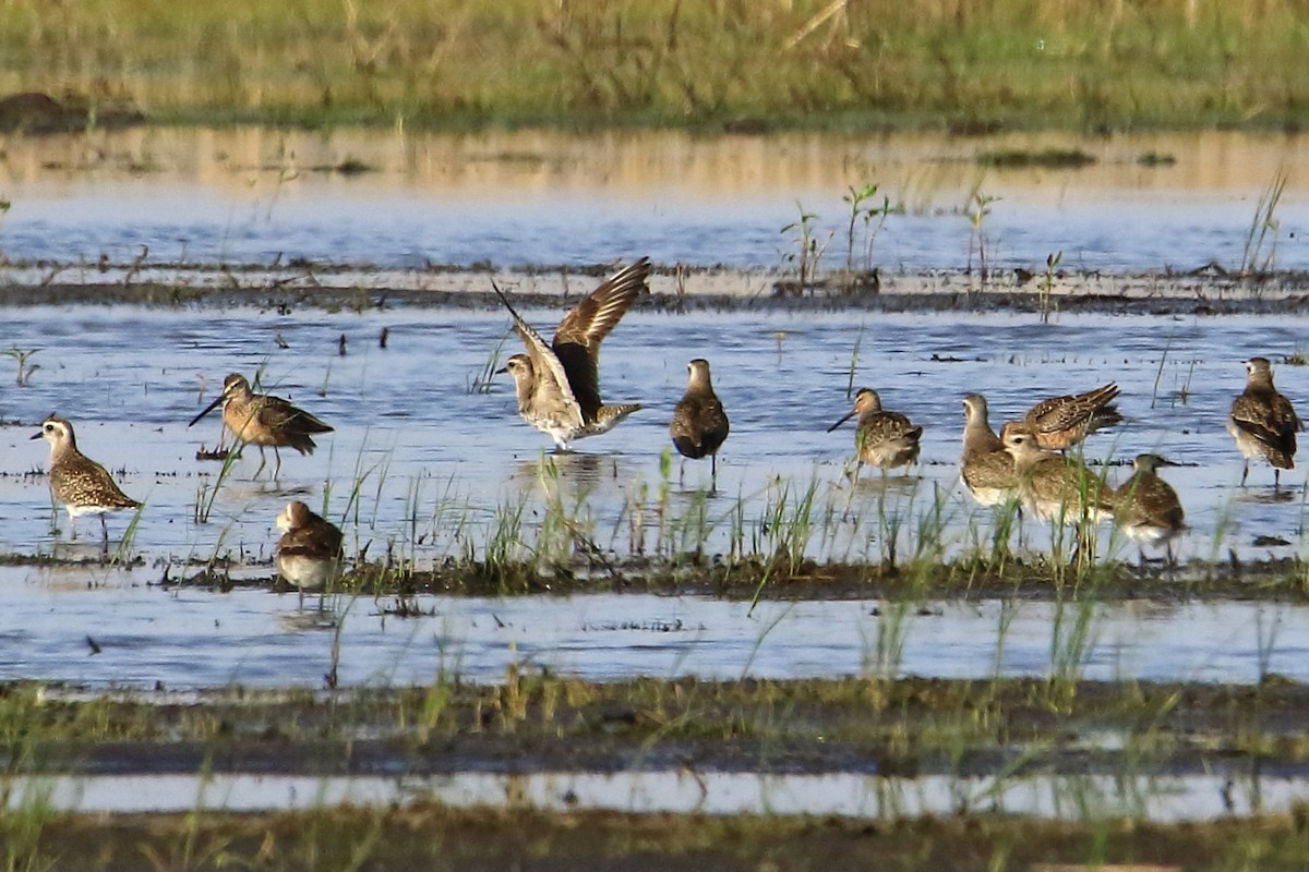 American Golden-Plover - ML331603861