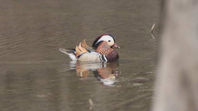 Mandarin Duck - ML331604071