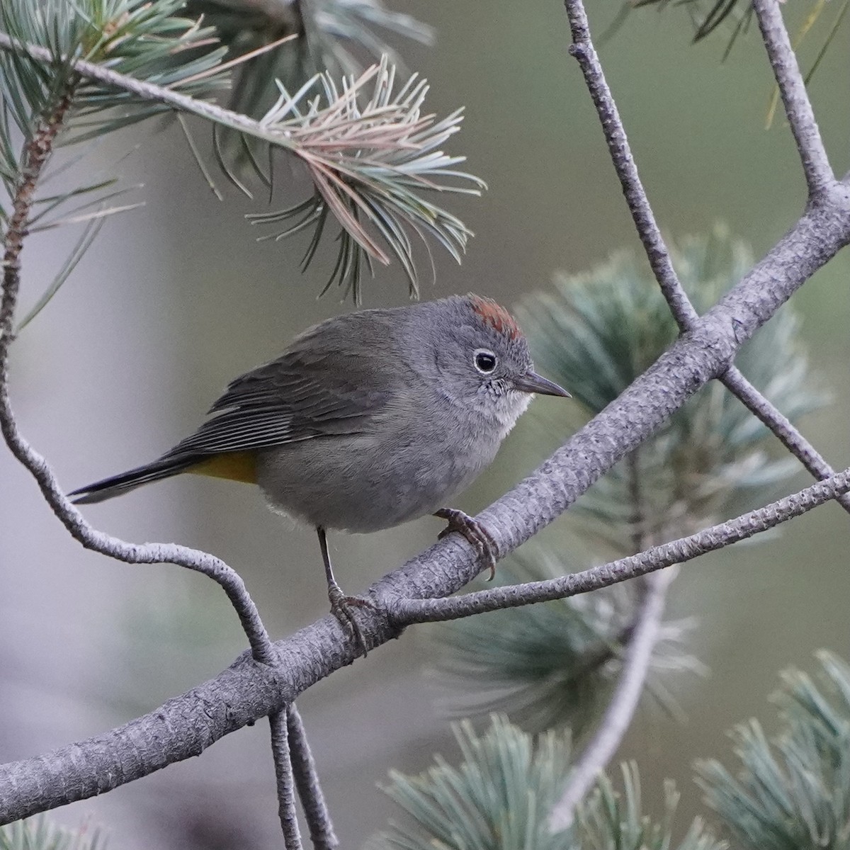 Colima Warbler - ML331604311