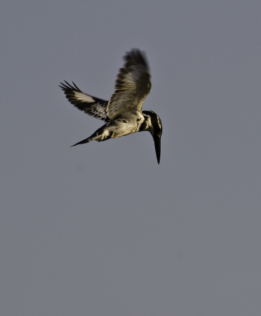 Pied Kingfisher - ML331607051