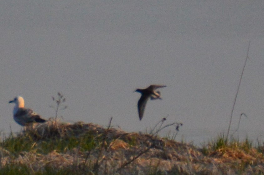 Kampfläufer - ML331607611