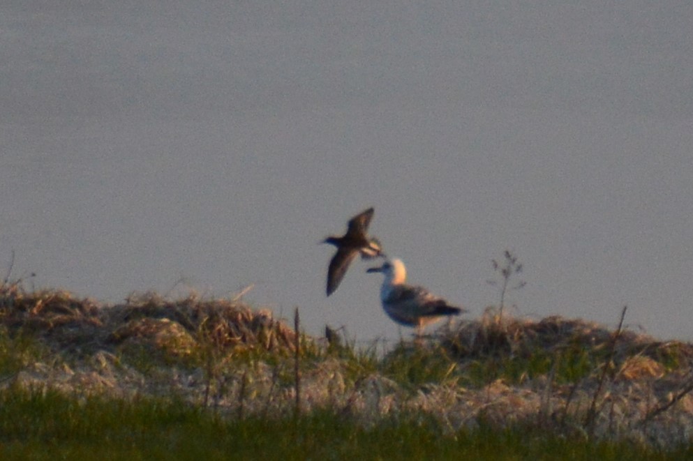 Kampfläufer - ML331607621