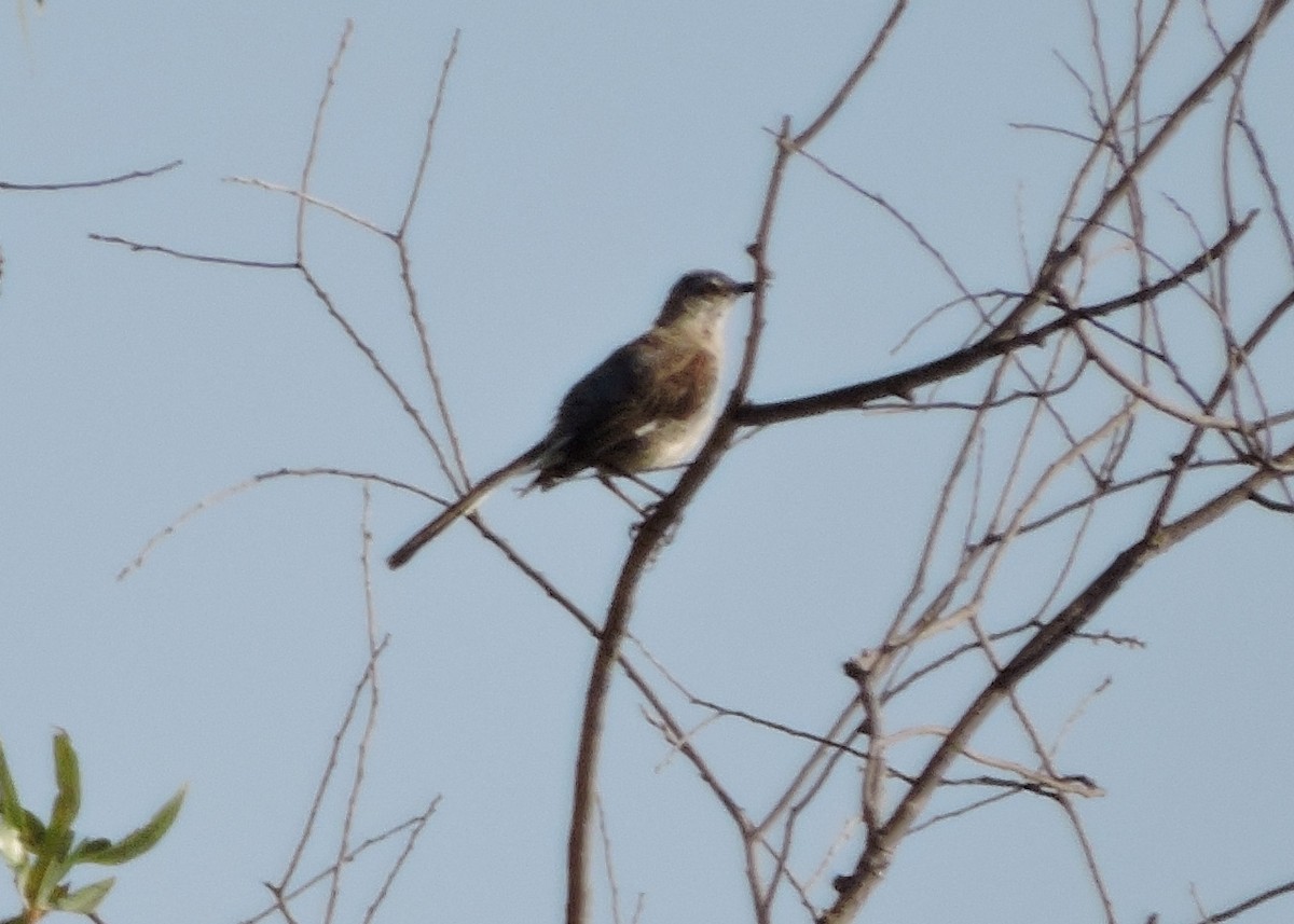 Northern Mockingbird - ML33160831