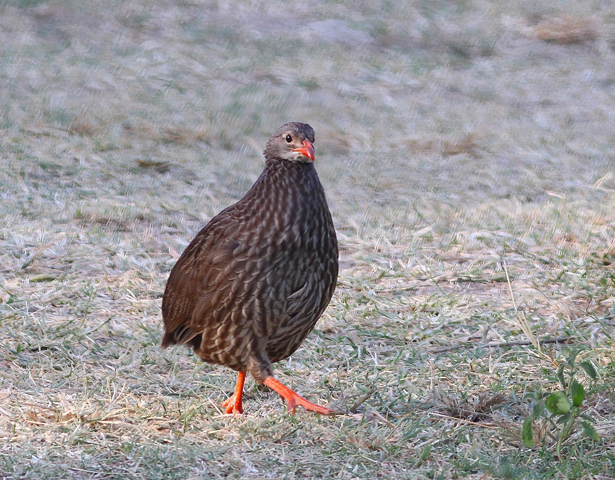 Scaly Spurfowl - ML331608821