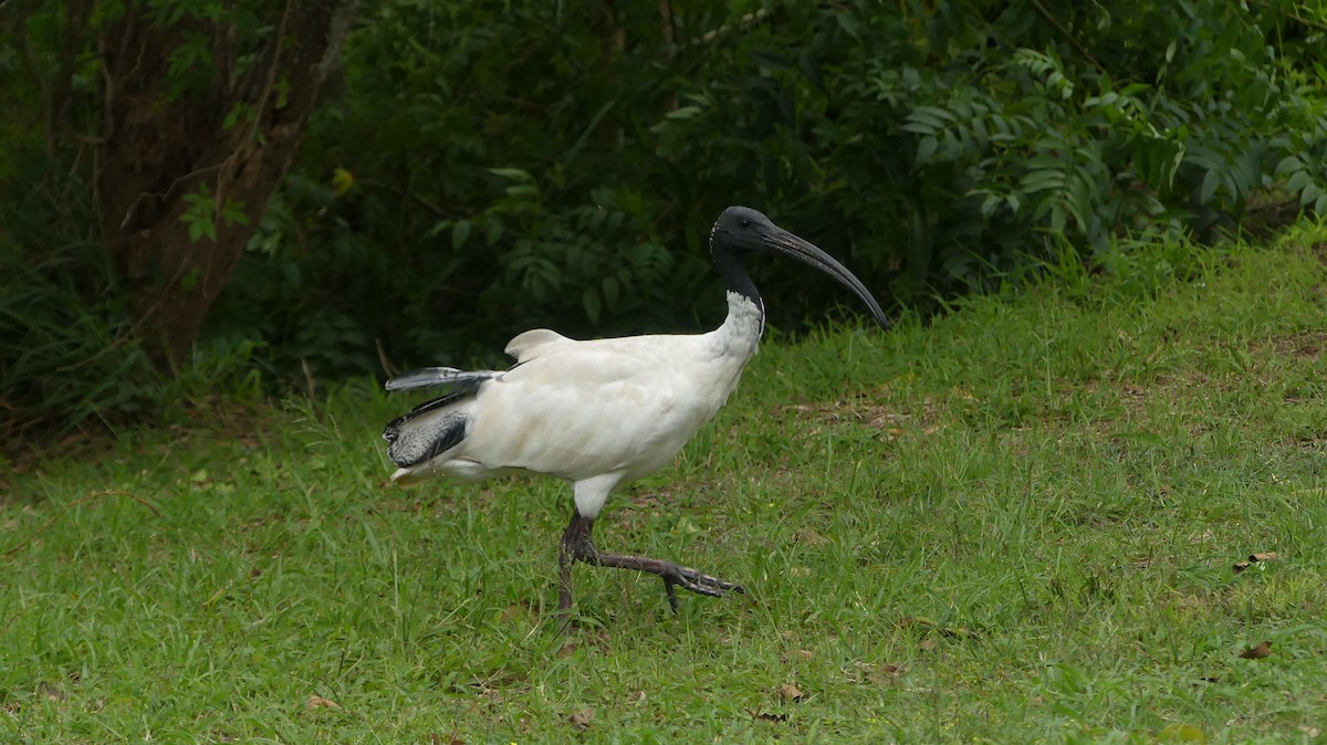 Australian Ibis - ML331609211