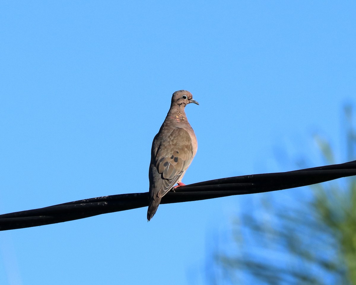 Eared Dove - ML331611861