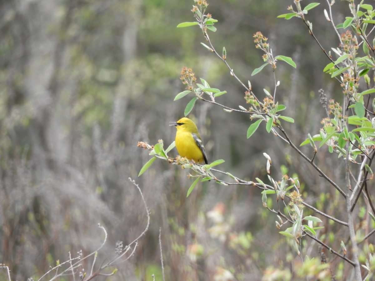 Blue-winged Warbler - ML331616551