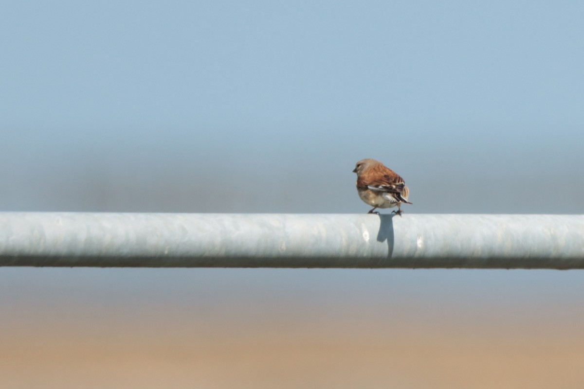 Eurasian Linnet - ML331617471