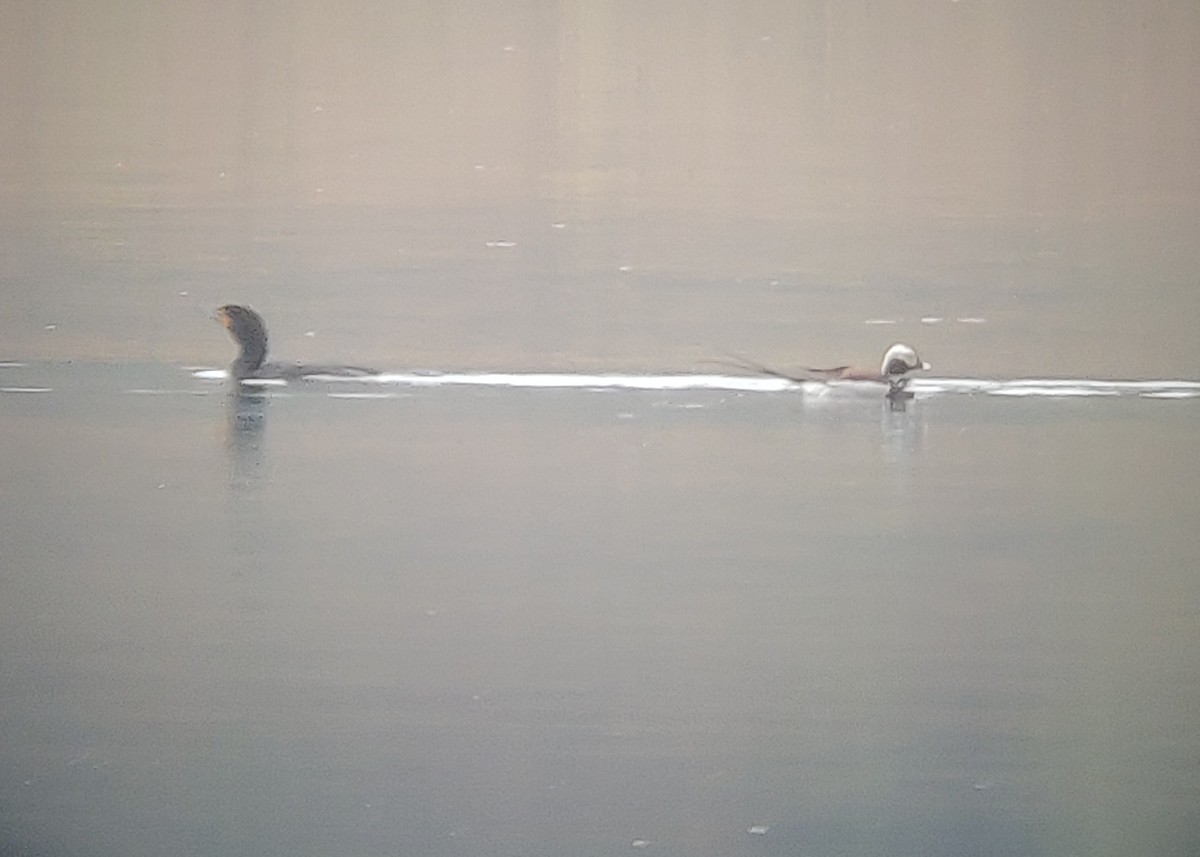 Long-tailed Duck - Kyle Jones