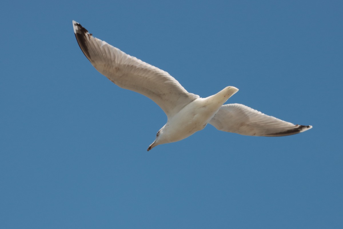 Gaviota Patiamarilla - ML331619521