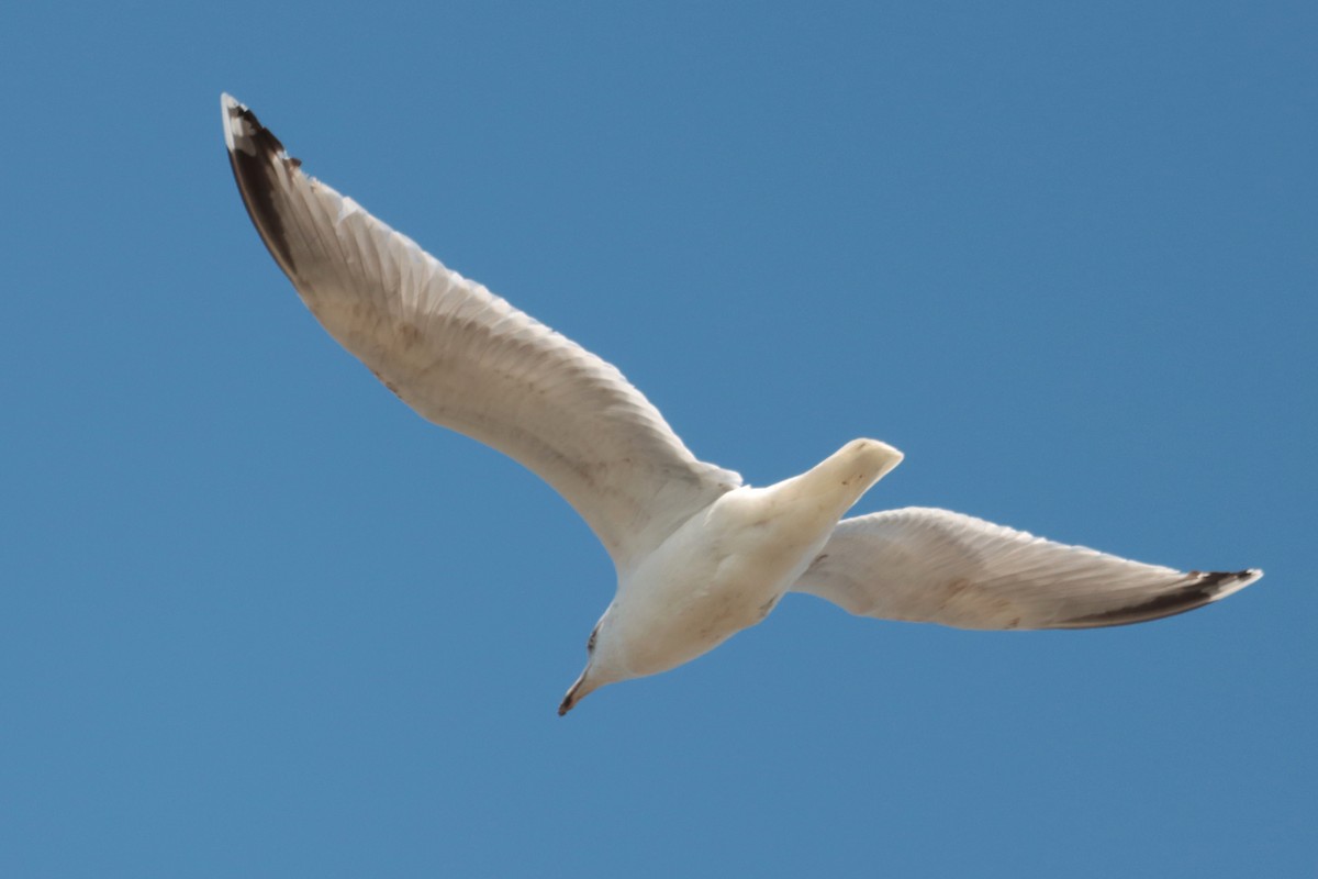 Gaviota Patiamarilla - ML331619661