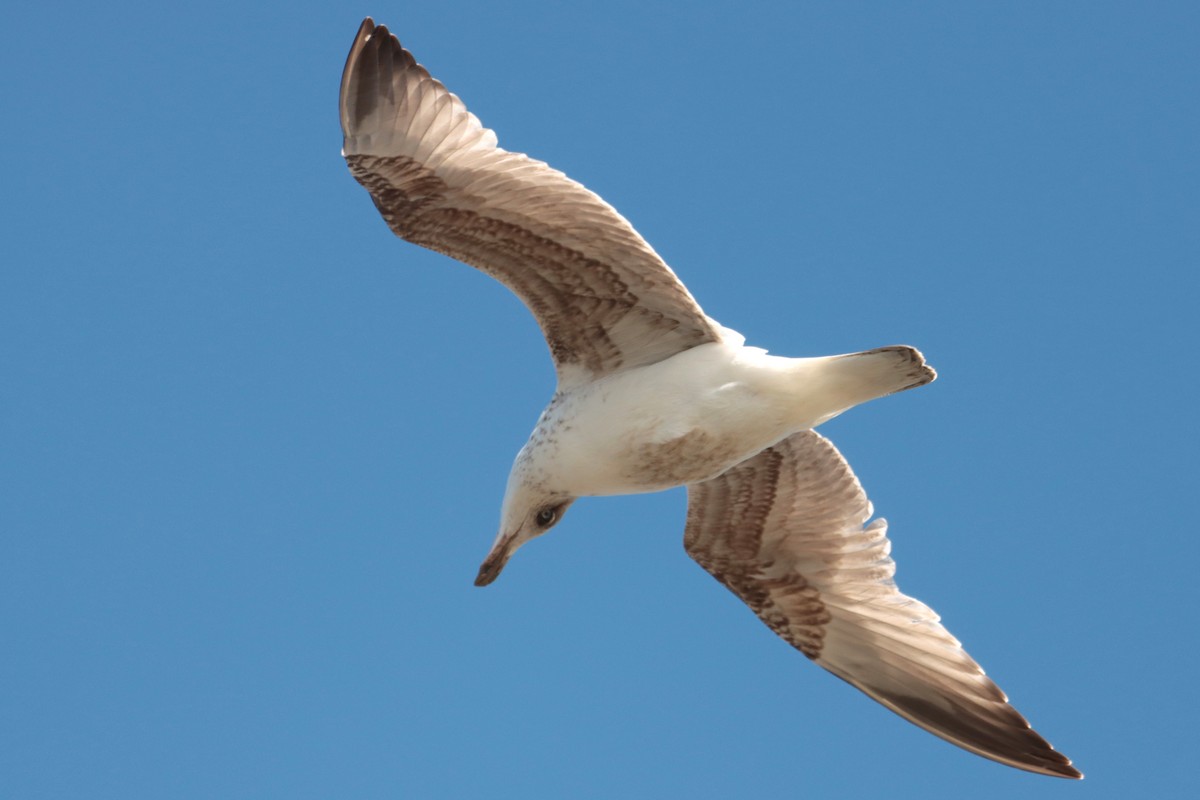 Gaviota Argéntea - ML331619861