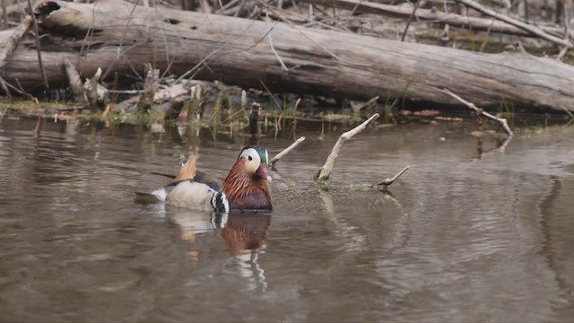 Mandarin Duck - ML331620531