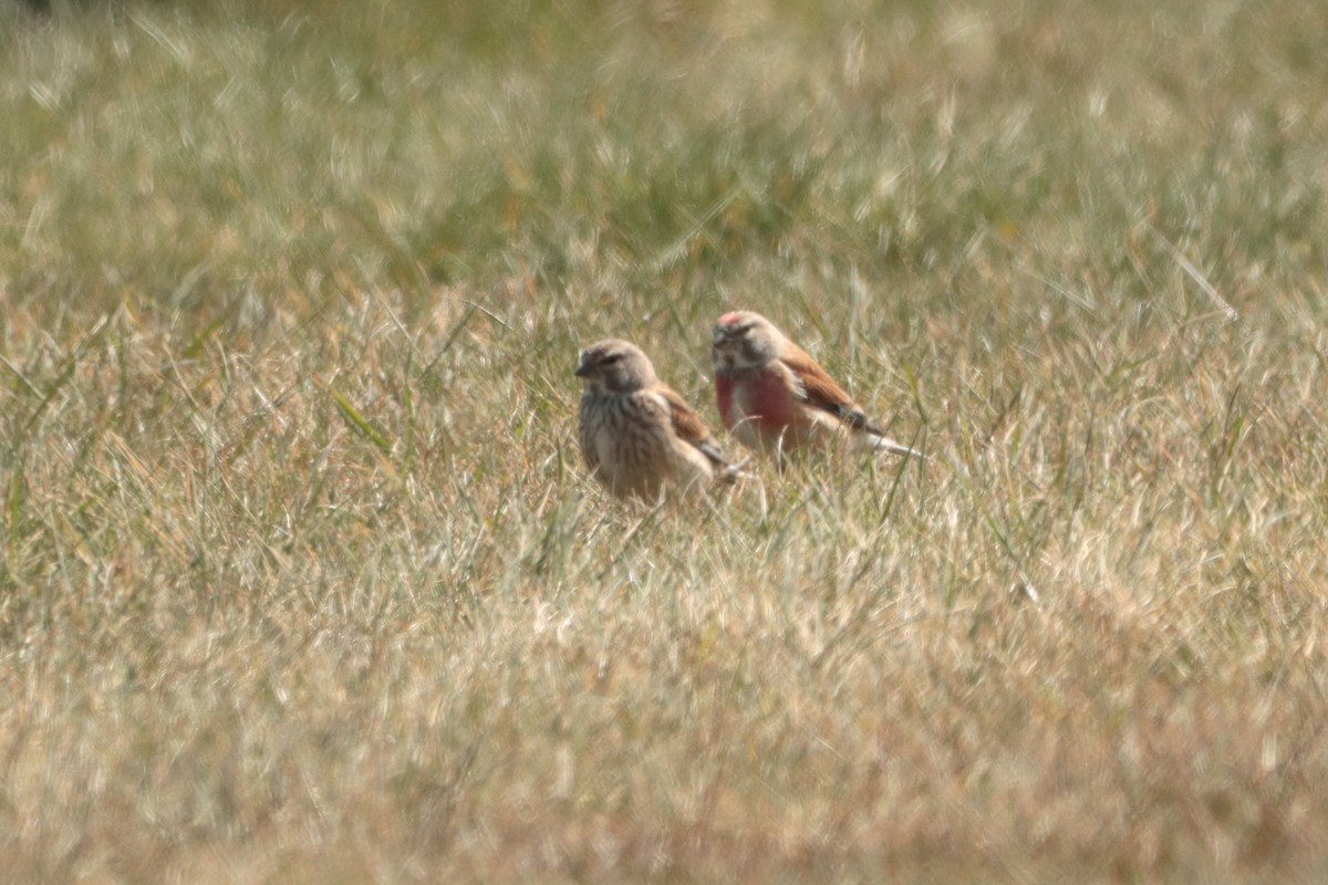 Eurasian Linnet - ML331620711