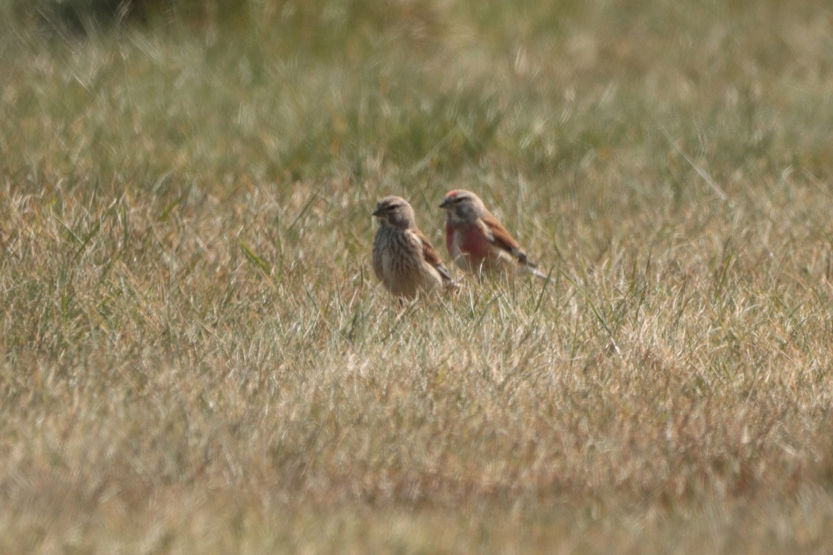 Eurasian Linnet - ML331620751