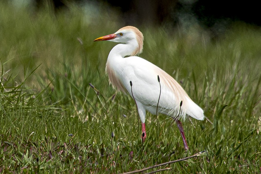 Western Cattle Egret - ML331620891