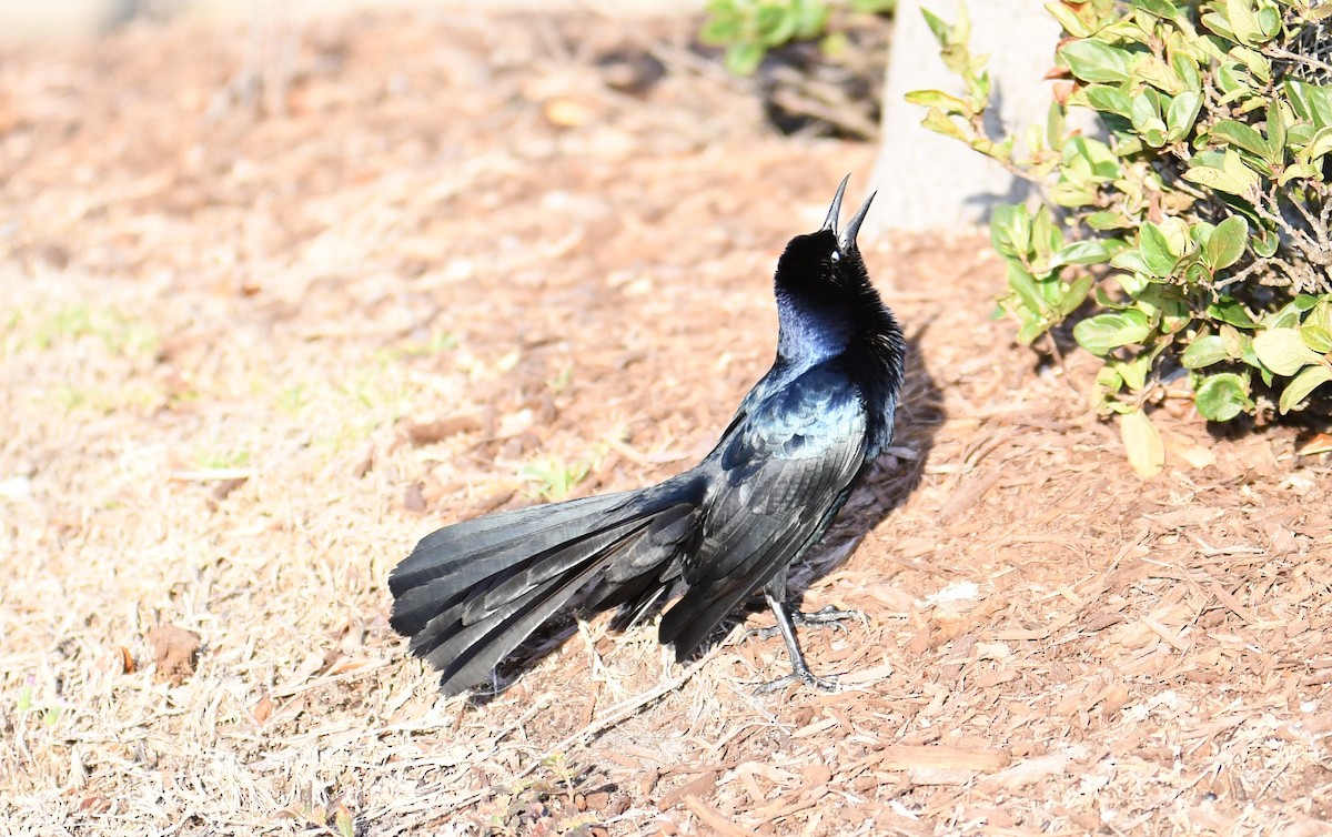 Boat-tailed Grackle - ML331620991