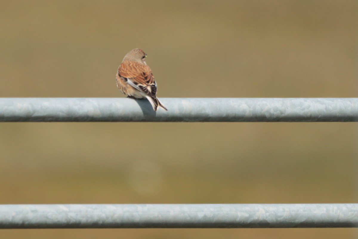 Eurasian Linnet - ML331621261