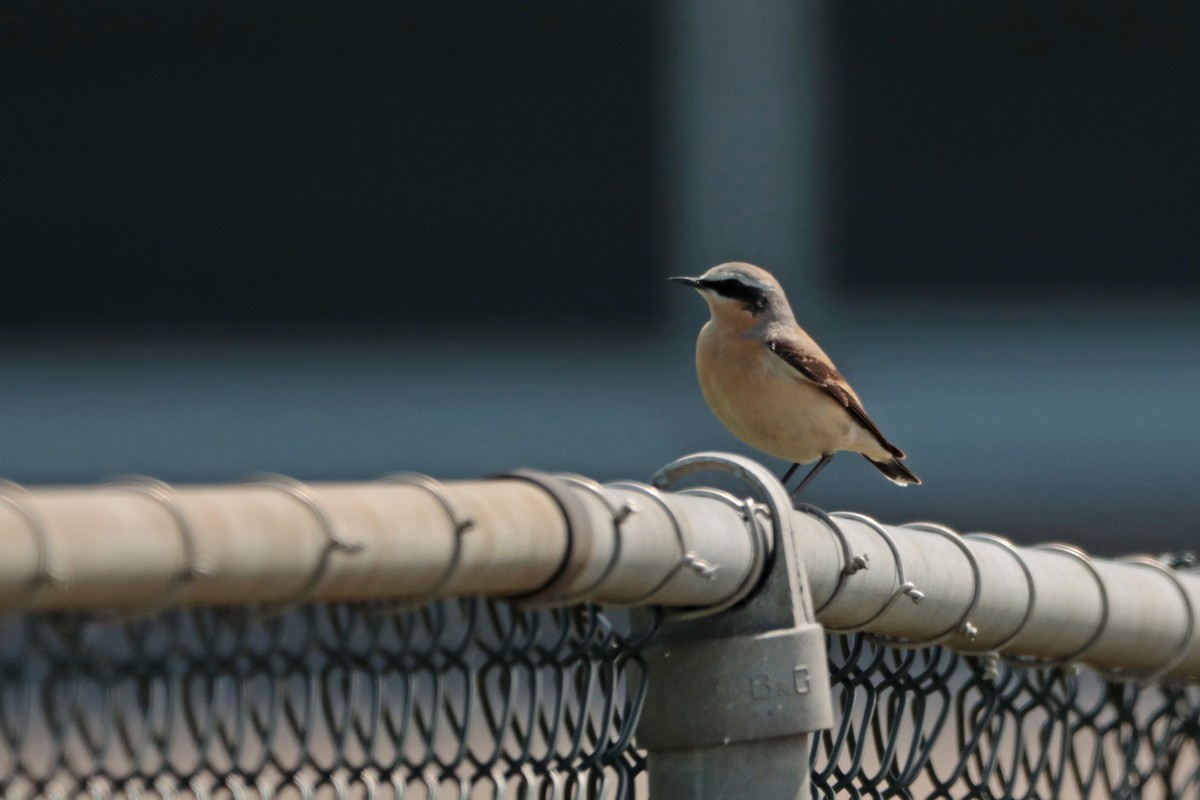 Northern Wheatear - ML331621591