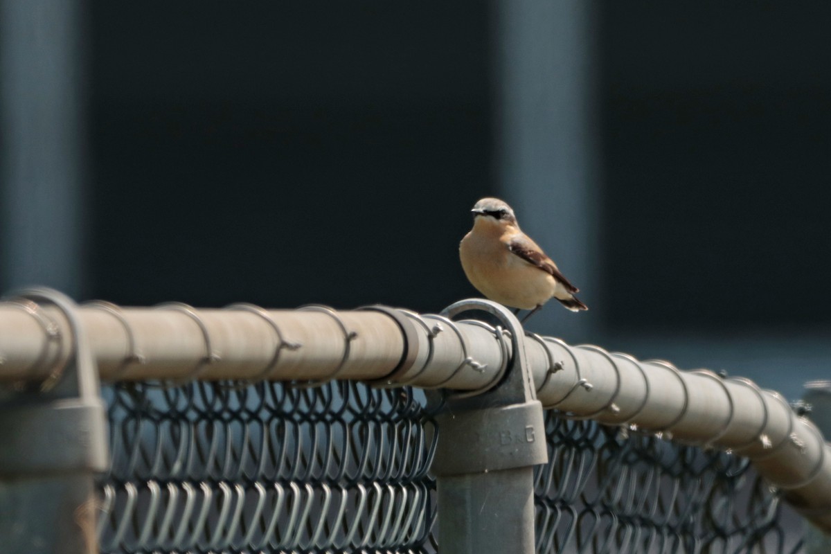 Northern Wheatear - Letty Roedolf Groenenboom