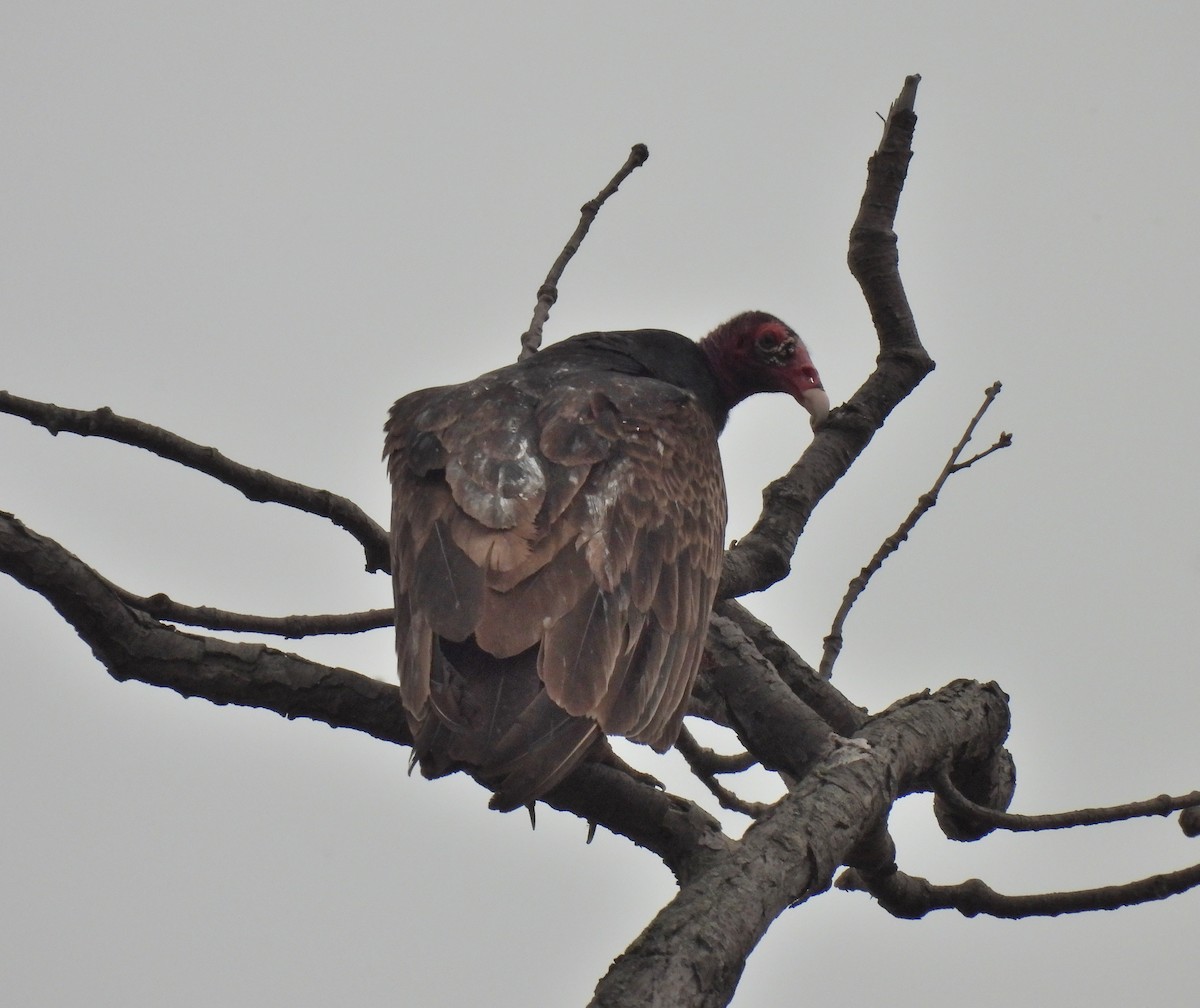 Turkey Vulture - ML331622091