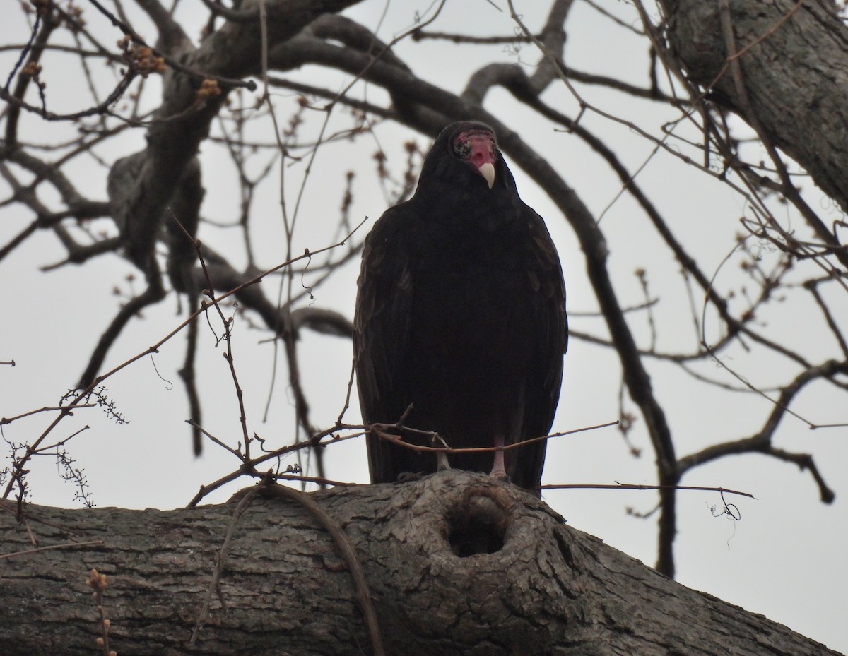 Turkey Vulture - ML331622281