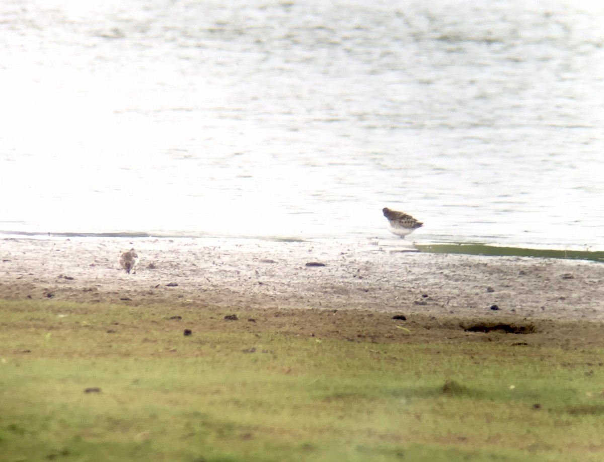 Baird's Sandpiper - ML331622551