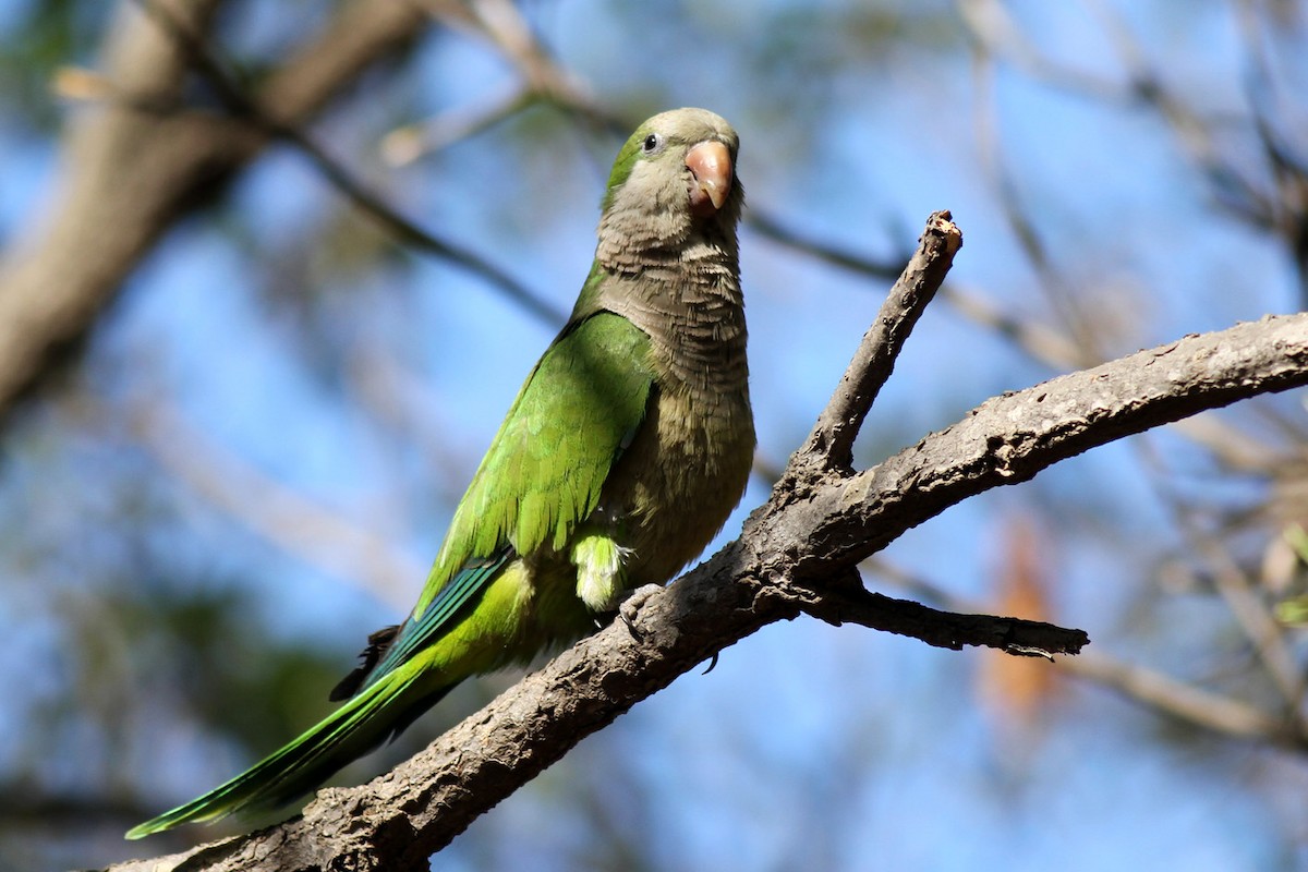 Monk Parakeet - ML331624221