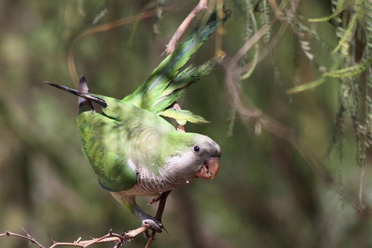 Monk Parakeet - ML331624231