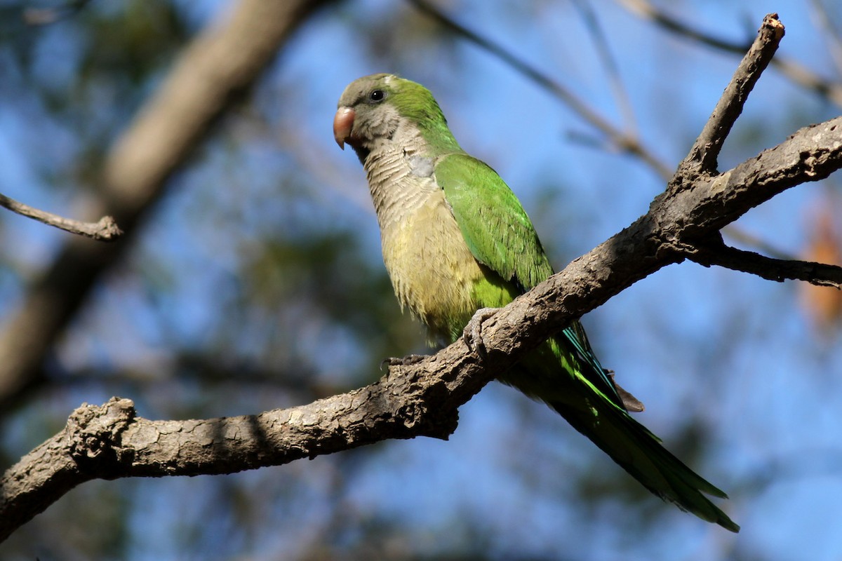 Monk Parakeet - ML331624251