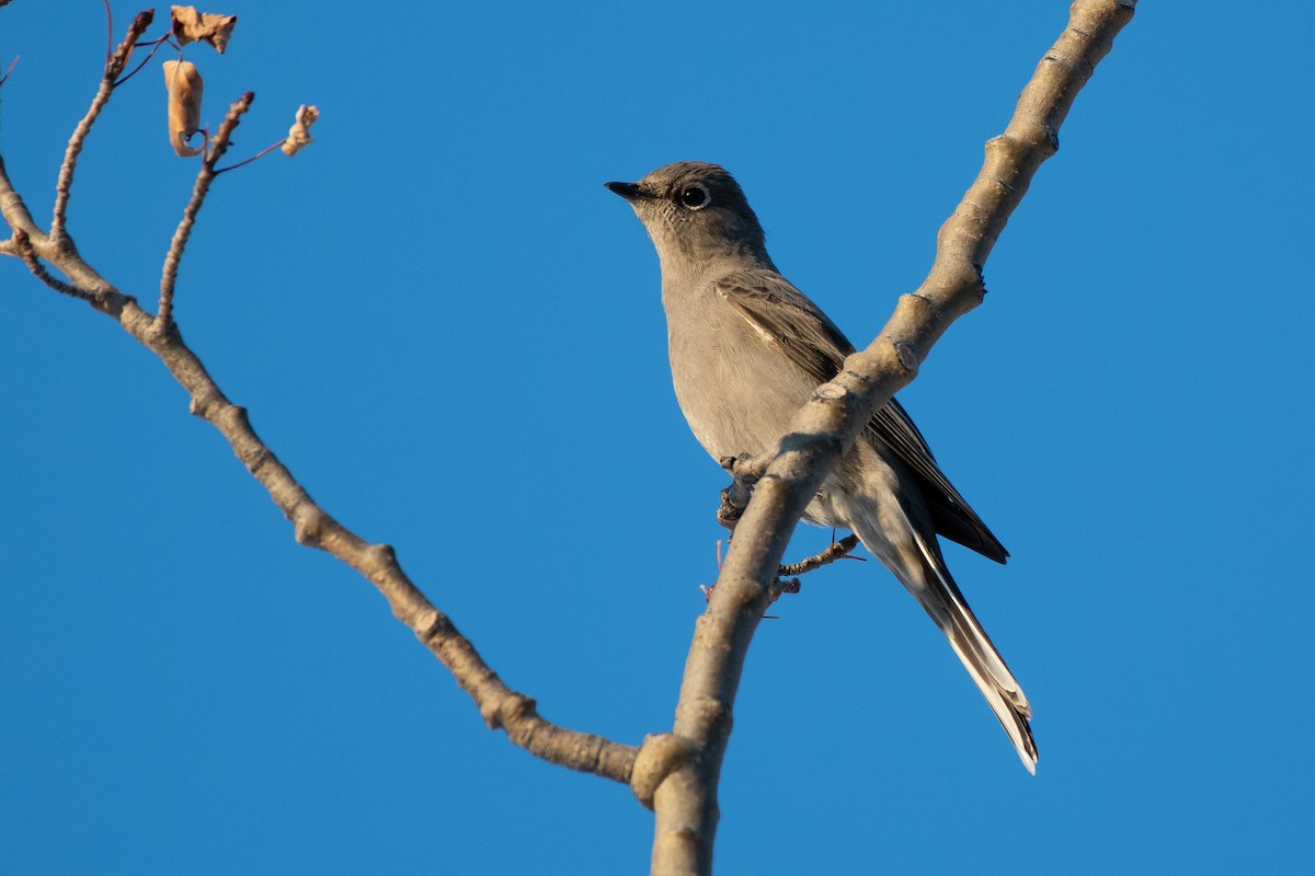 Solitario Norteño - ML331625261