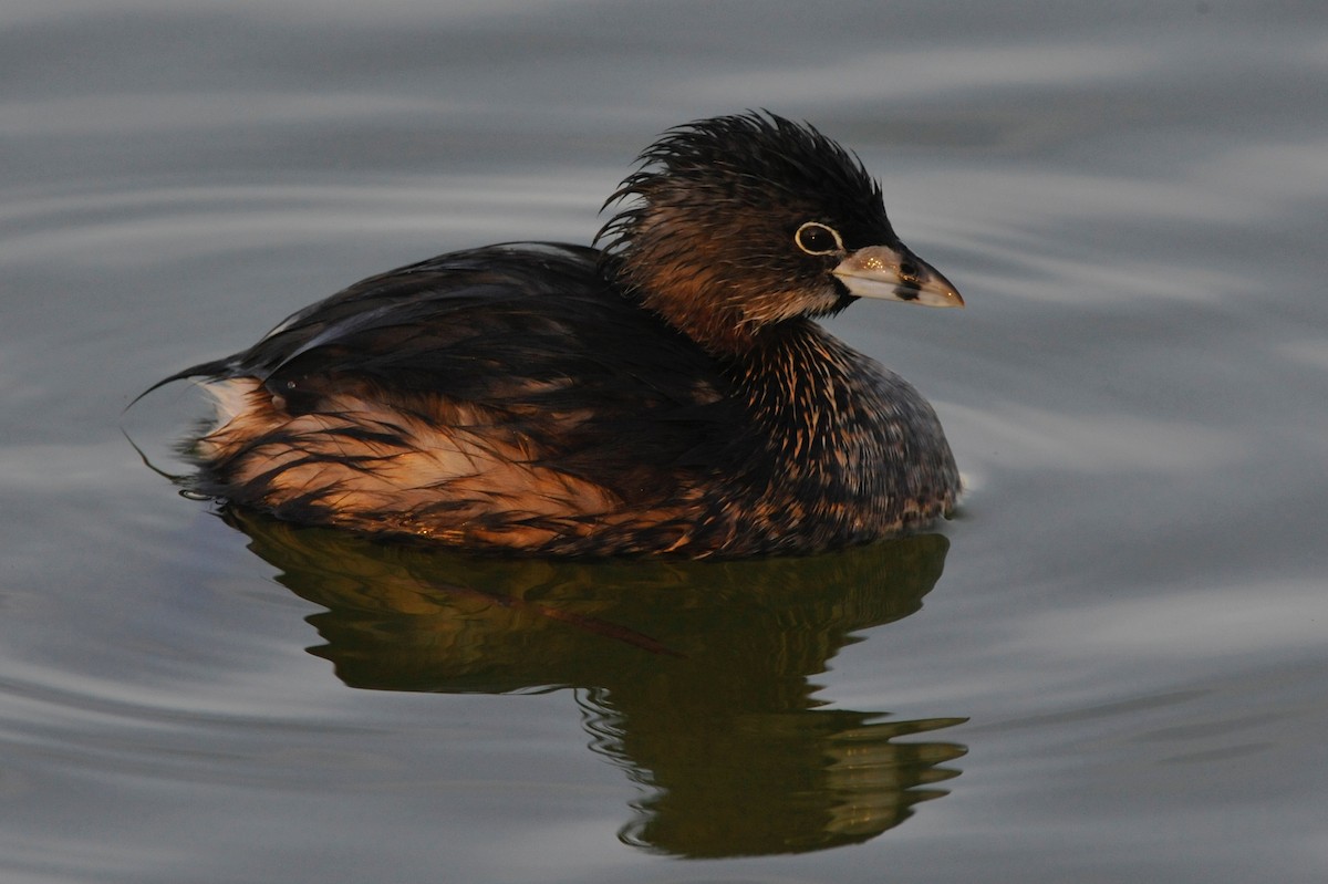 Pied-billed Grebe - ML33162661