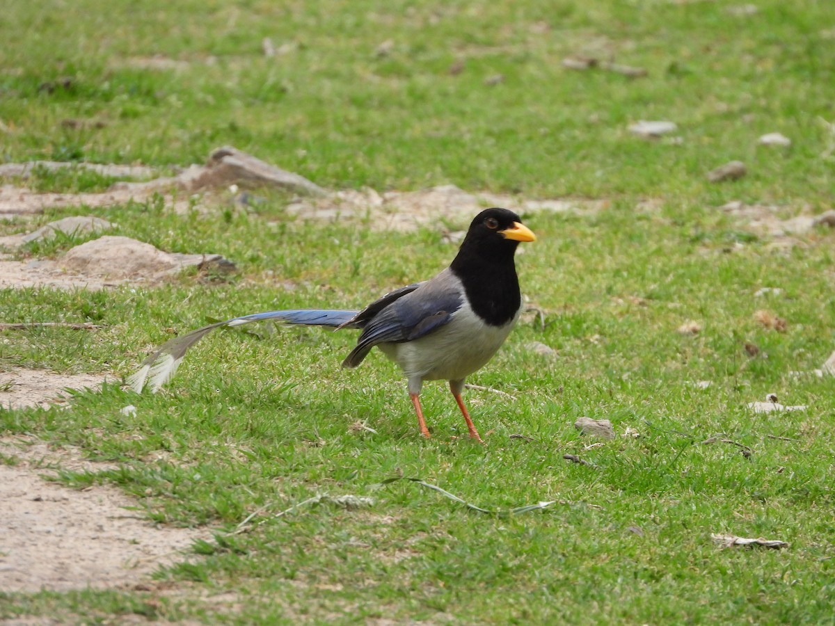 Yellow-billed Blue-Magpie - ML331627031