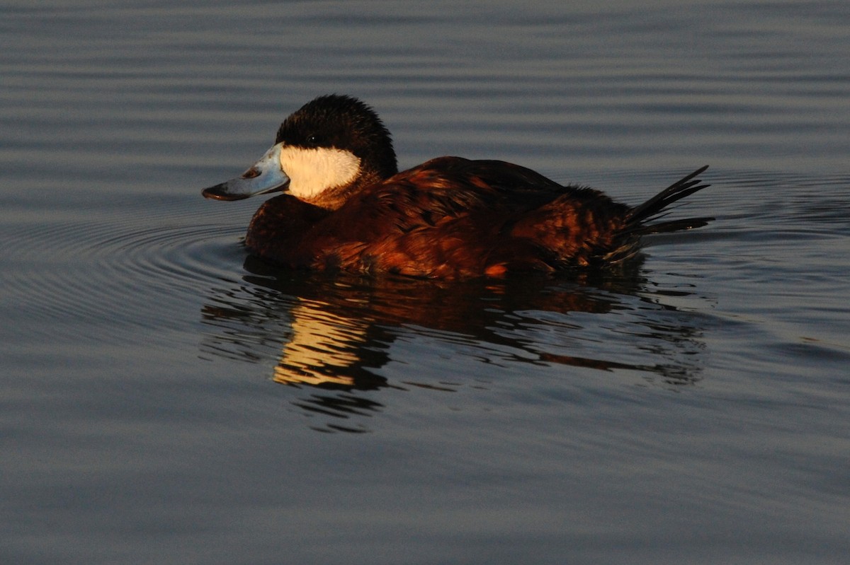 Ruddy Duck - ML33162771