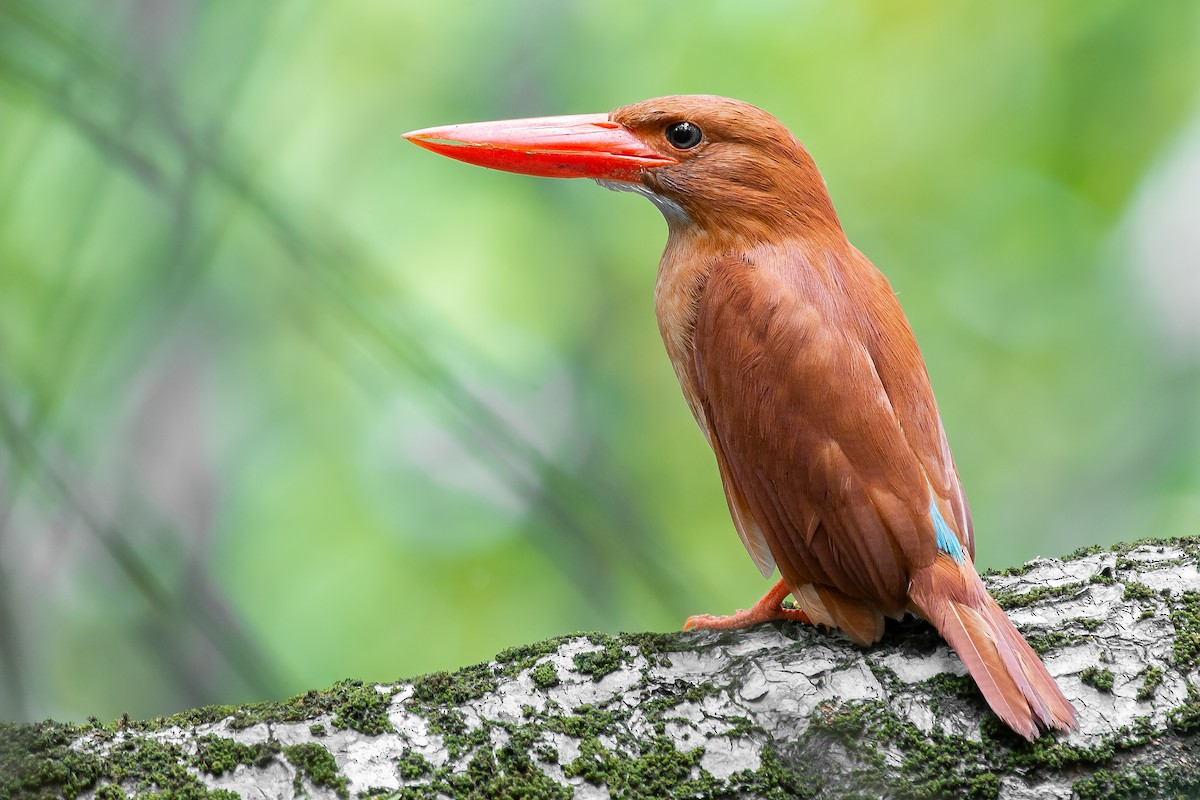 Ruddy Kingfisher - ML331627841