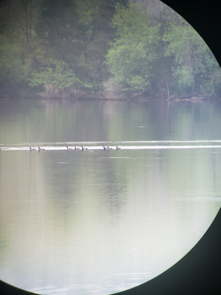 White-winged Scoter - ML331628701